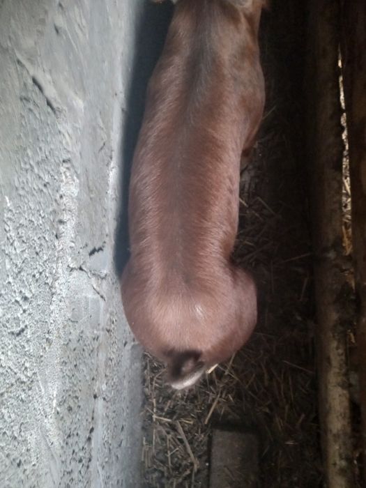 Mięso wieprzowe wyroby swojskie