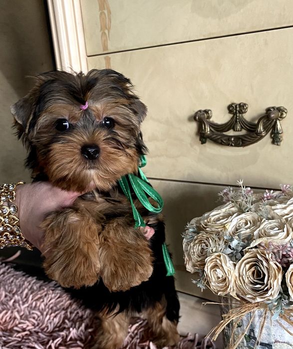 Йорки гарнесенькі