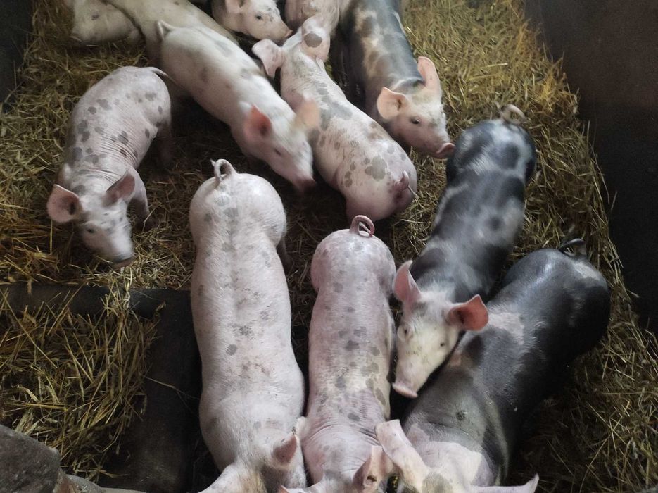 Prosięta,warchlaki 30 kg,duże ilosci
