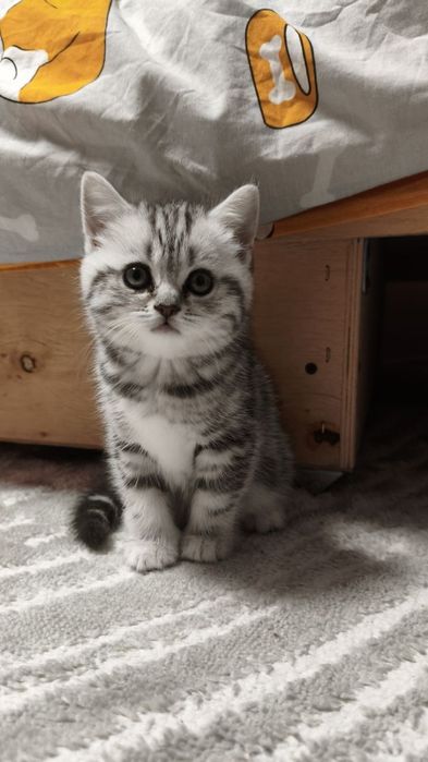 Кошенята шотландці