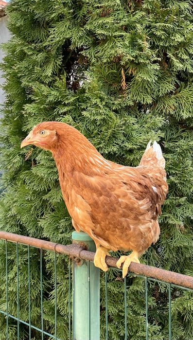 Кури молоді несушки