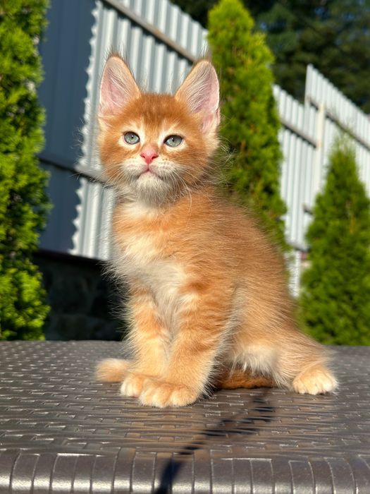 Leonardo-Kocurek Maine Coon