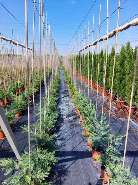 Sebes/vedação natural Cupressus / ciprestes Leylandii