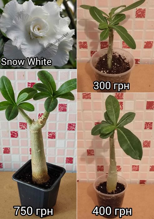 Адениум привитый Love in а fallen city