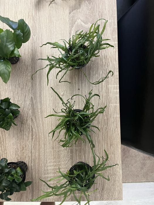 Plantas aquáticas + troncos aquario