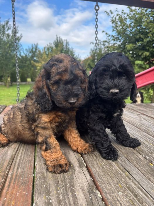 Cockapoo ( Pudel + Cocker spaniel )