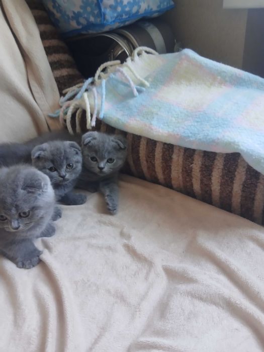 Вислоухие котята мальчики и девочки
