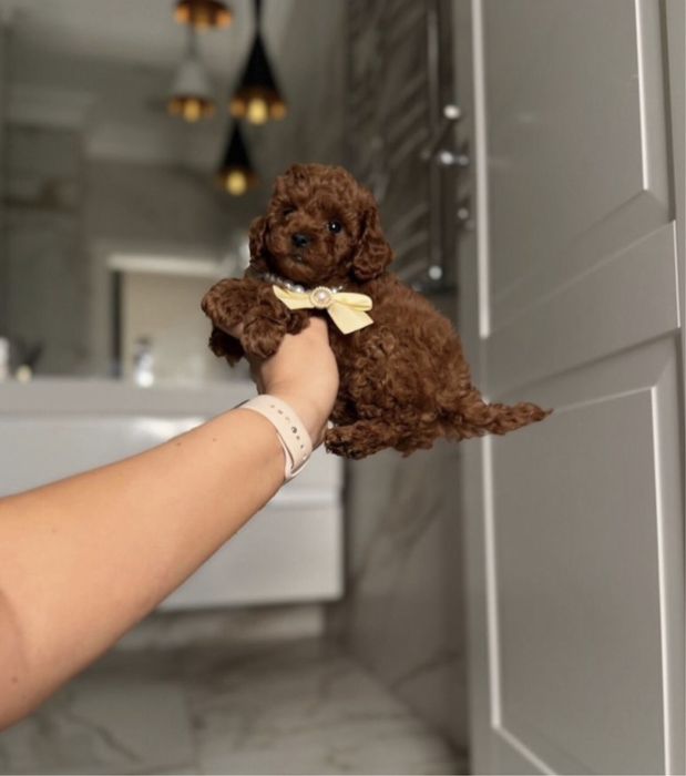 Girl toy poodle red braun China