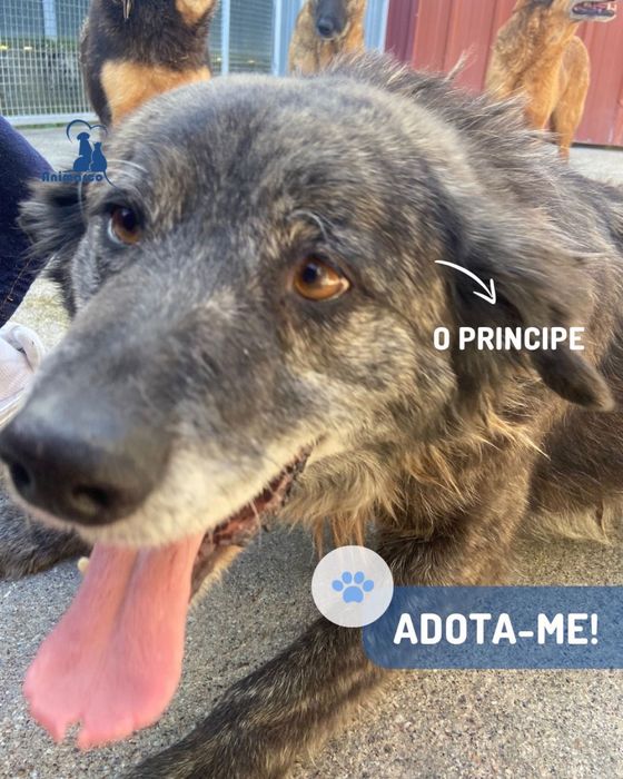 Principe - cao porte medio para adoção