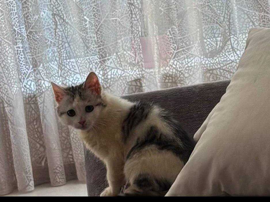 Кошеня Ромася в пошуку родини