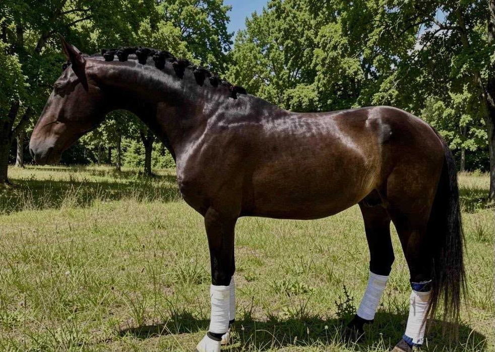 Cavalo cruzado Espanhol