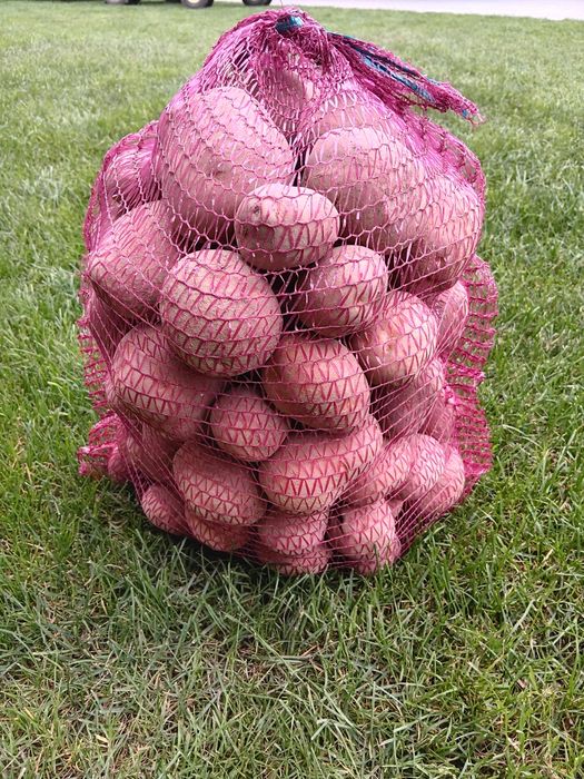 Ziemniaki Bellarosa , Vineta