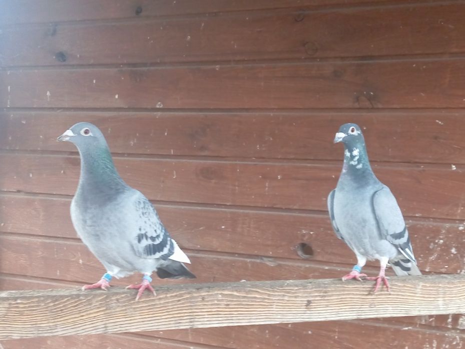 Parka pocztowych 2021