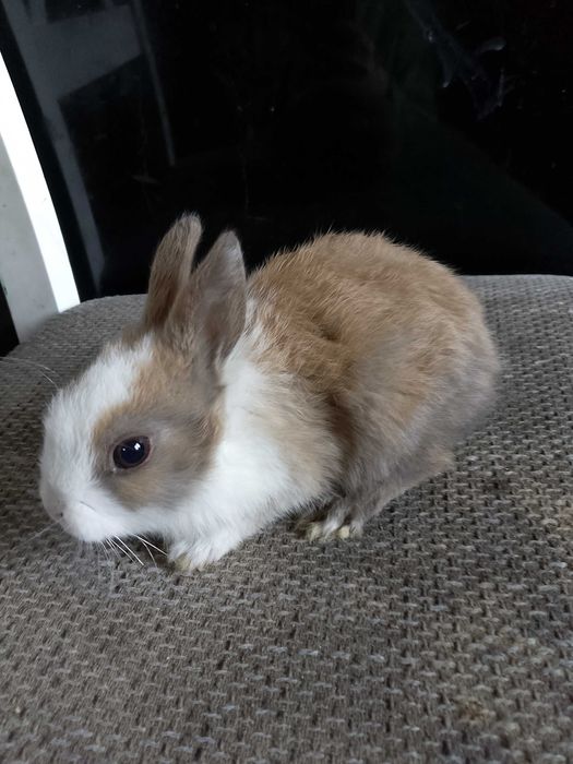 Króliczki miniaturki