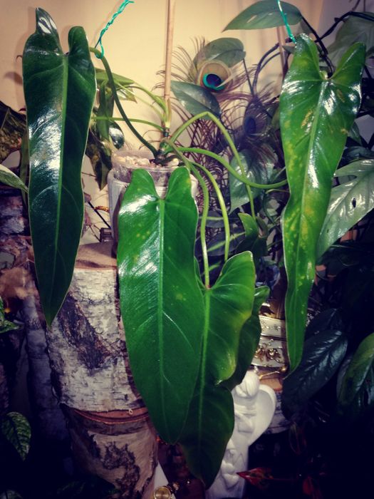 Philodendron Spiritus Sancti Santa Leopoldina UNIKAT monstera filodend