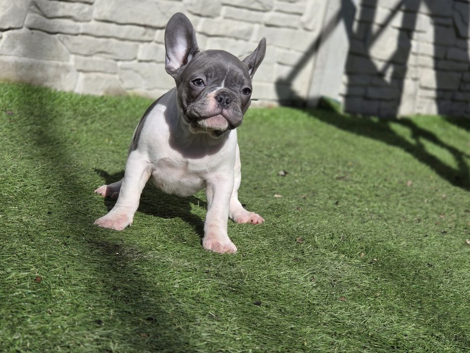 Французький бульдог  малесенька принцеса