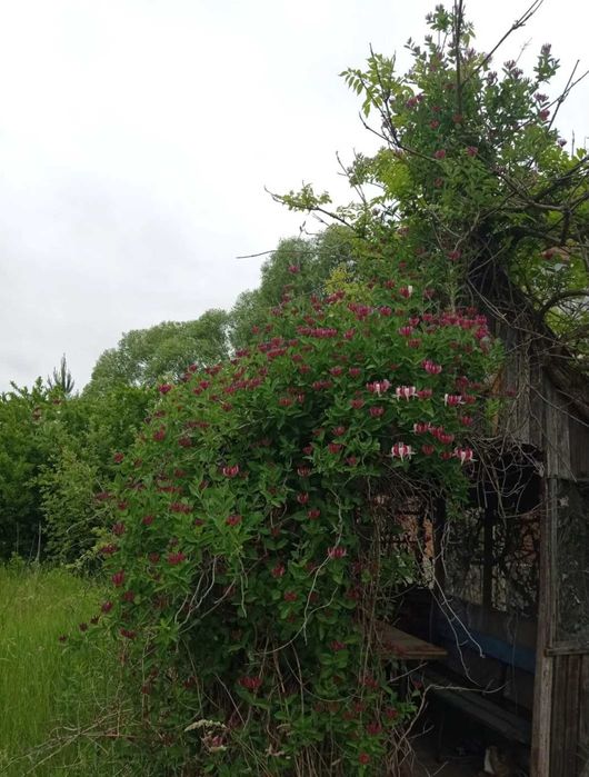 № 11819 - Дача, Барашевський масив, 2-эт.