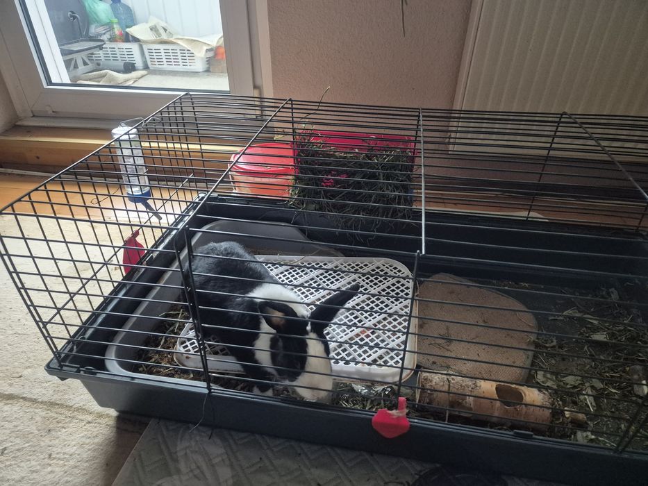 Klatka z królikiem, królik