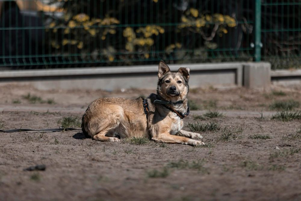 Wrażliwa sunia Gami szuka domu!