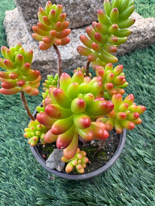 Suculentas  Sedum Rubrotinctum (Jelly Bean) e Sedum rubrotinctum Aurora Variegata preço 1€