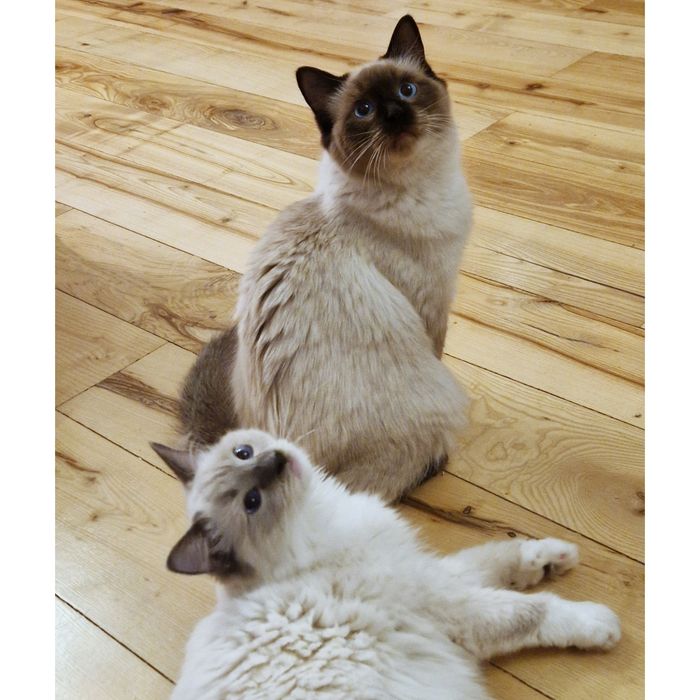 Ogromy kocurek Ragdoll - Fife/FPL