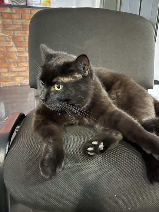 Знайшовся чорний кіт