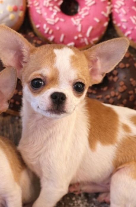 Cudowny piesek! Gotowy !!!