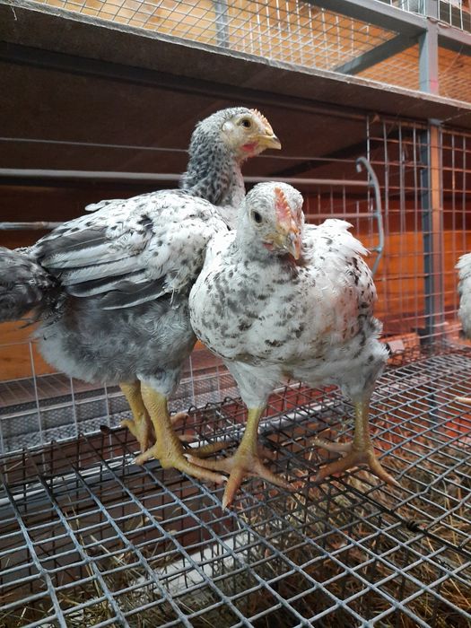 Кури мастер грей, голошийка, іспанка редбро