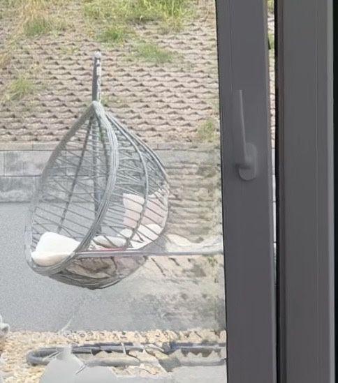 Bujawka duza ogrodowa