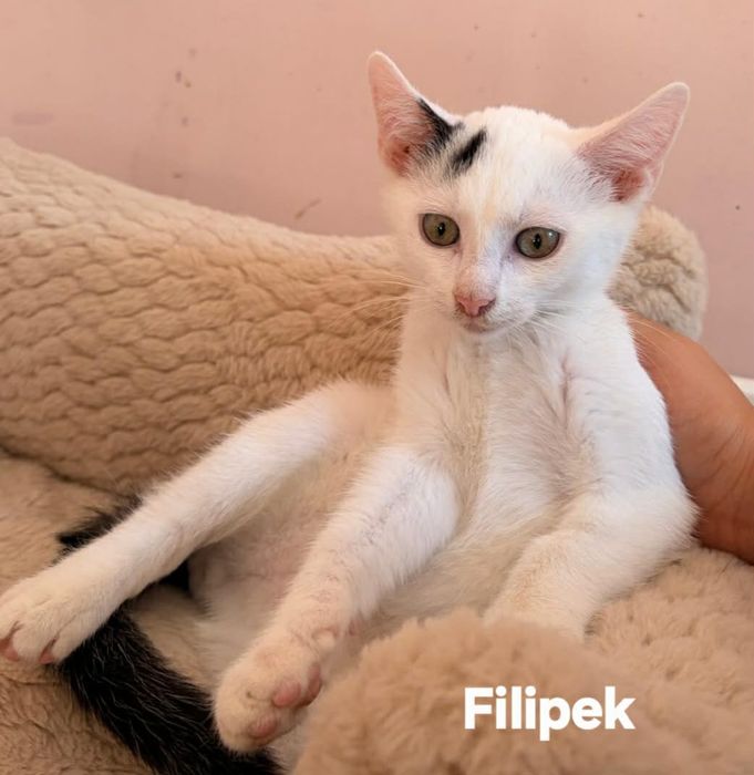 FILIPEK 5 miesięczny szuka kochającego domku.
