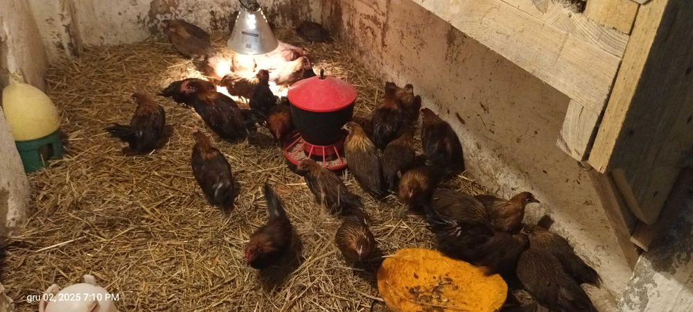 ohiki młode pary lub kogutki