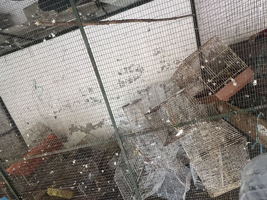 Viveiro grande e gaiolas pequenas