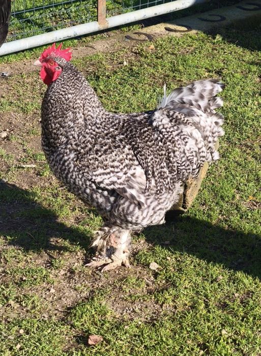 Maline GENÉTICA Bélga