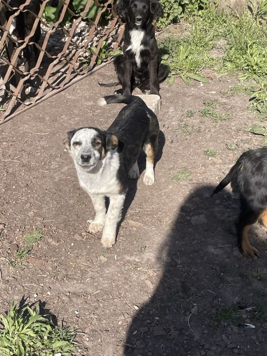 Віддам в добрі руки собаченят