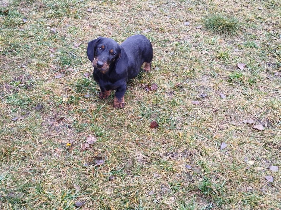 Такса жорсткошерстна