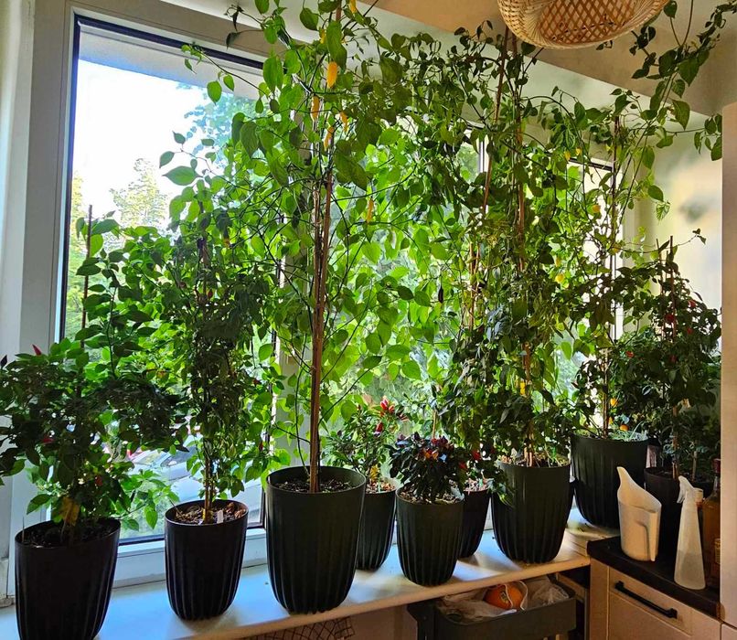 Nasiona papryki - tabasco, lemon drop, little elf (papryczki chilli)