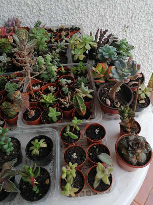 Suculentas e catos, vários preços.