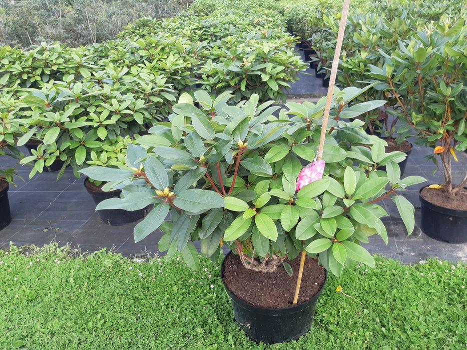 Wrzos polski zimujący