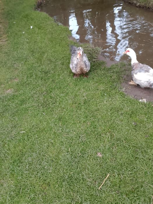 Mam na sprzedaż kaczki francuskie