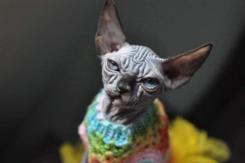 Sfinks piekny łysy kot