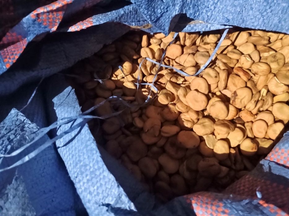 Bób  Figaro ( Buffalo)