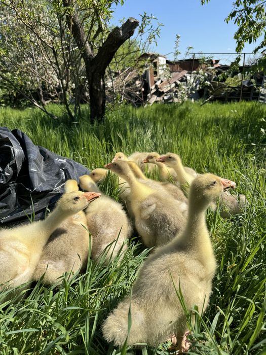 Утята мулард, орвия гуси цыплята