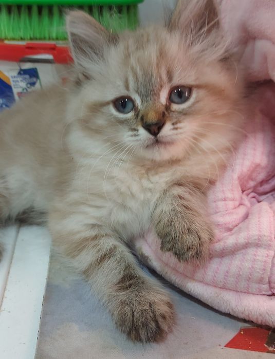 Котята Невские маскарадные