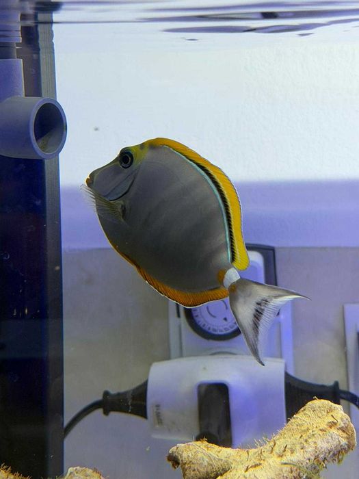 Naso elegans (L) – pokolec elegancki 10–12 cm | ryba morska