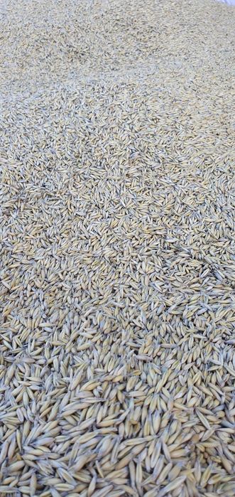 Owies RAMBO po Centrali Nasiennej 2025