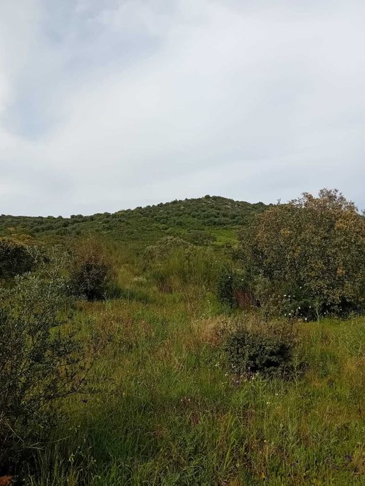 Terreno rústico com 1 Ha