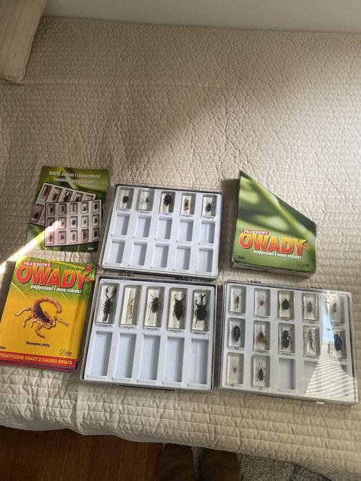 Kolekcja prawdziwe owady