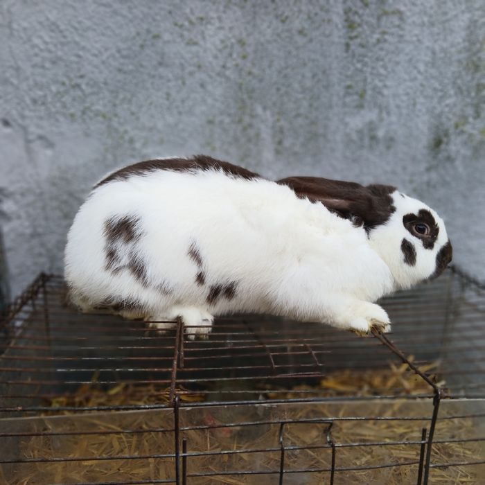 Sprzedam samca srokacz niemiecki hawana i srokacz czarny