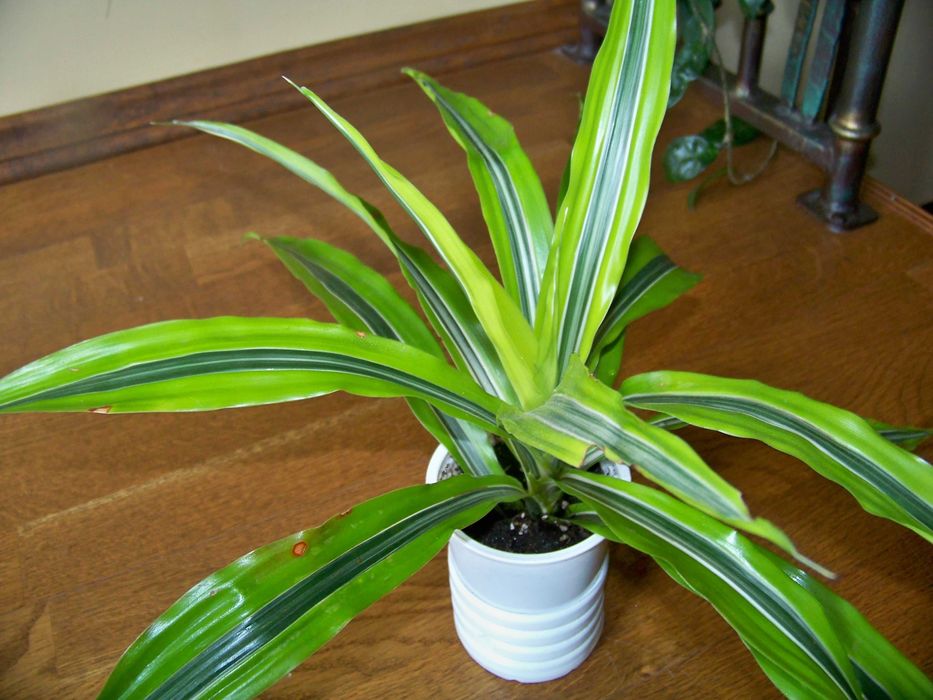 Драцена салатова