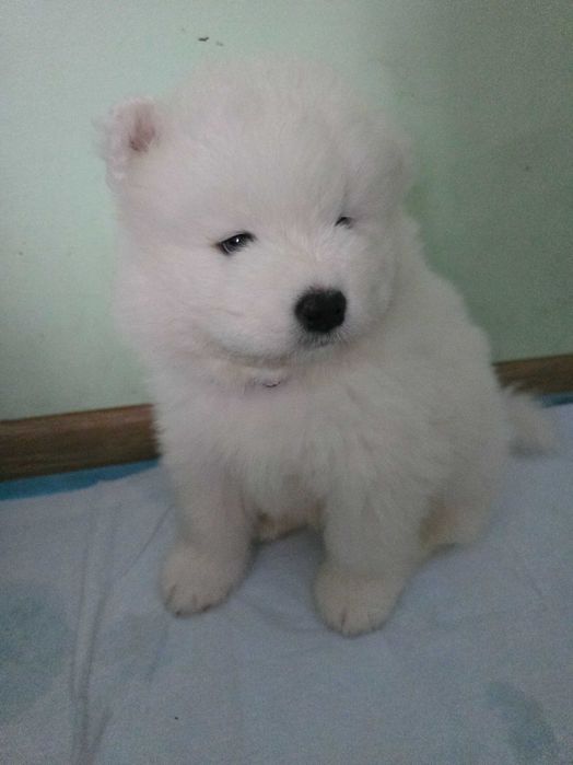 Szczeniaki Samoyed TERAPEUTYCZNE! Pieski